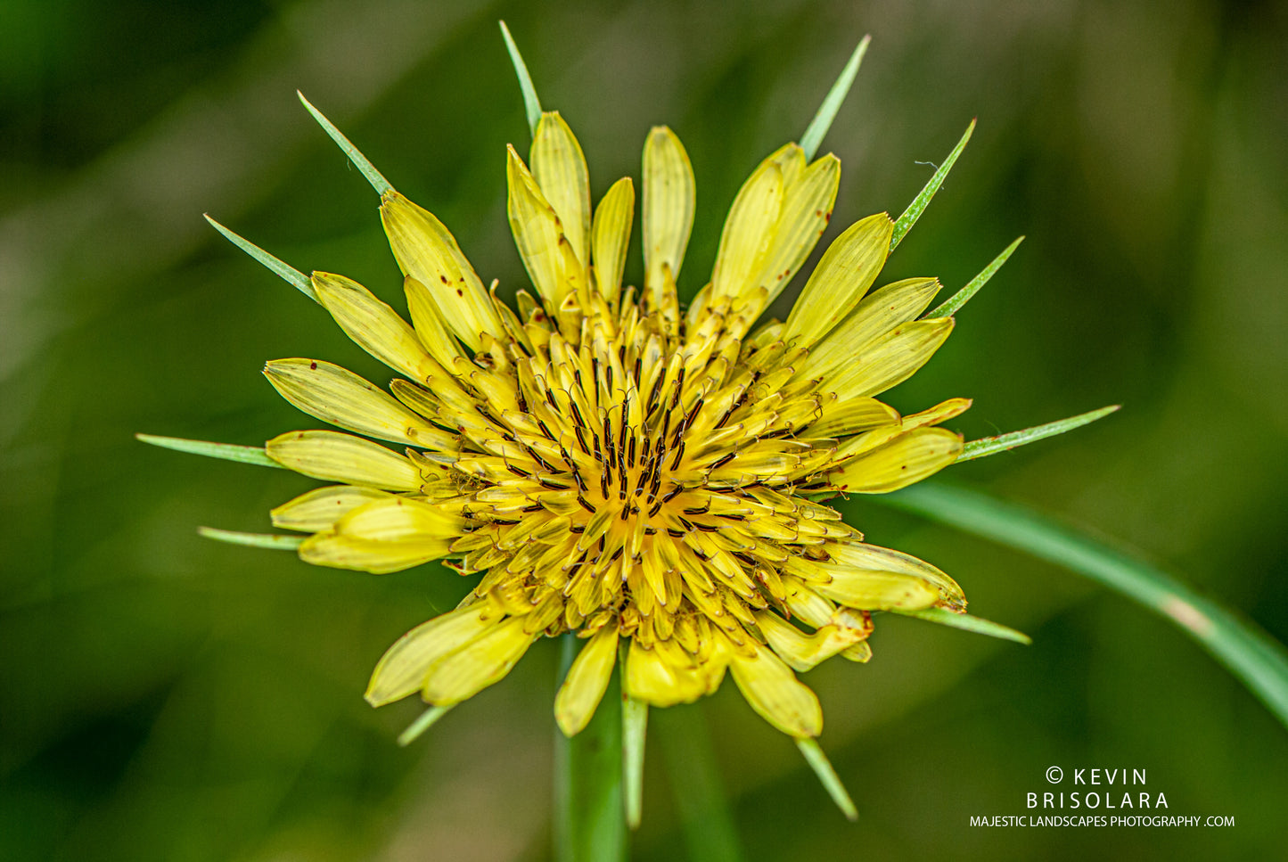 YELLOW BEAUTY BY THE CREEK