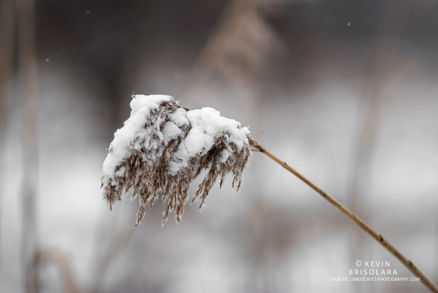AN AFTERNOON SNOWFALL ON THE PRAIRIE