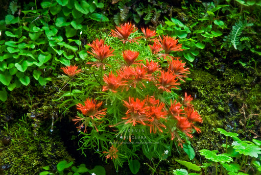 NOTE CARDS 213_189 CLIFF PAINTBRUSH
