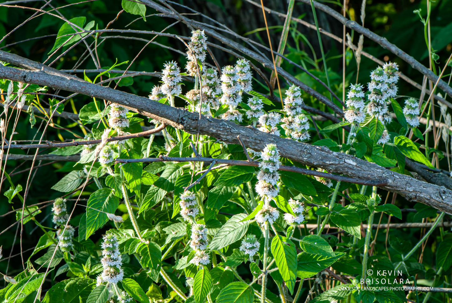 MORNING FLOWERS OF THE HAIRY WOOD MINT