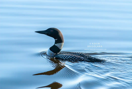MORNING WITH THE COMMON LOON