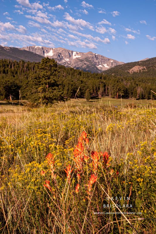 THE WILDFLOWERS AND THE MOUNTAIN
