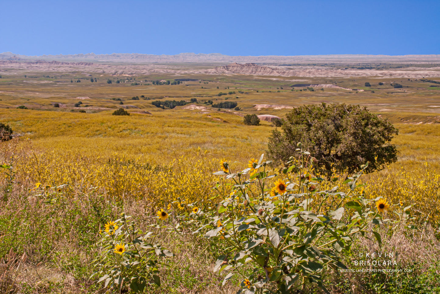 SUNFLOWERS ON THE PRAIRIE