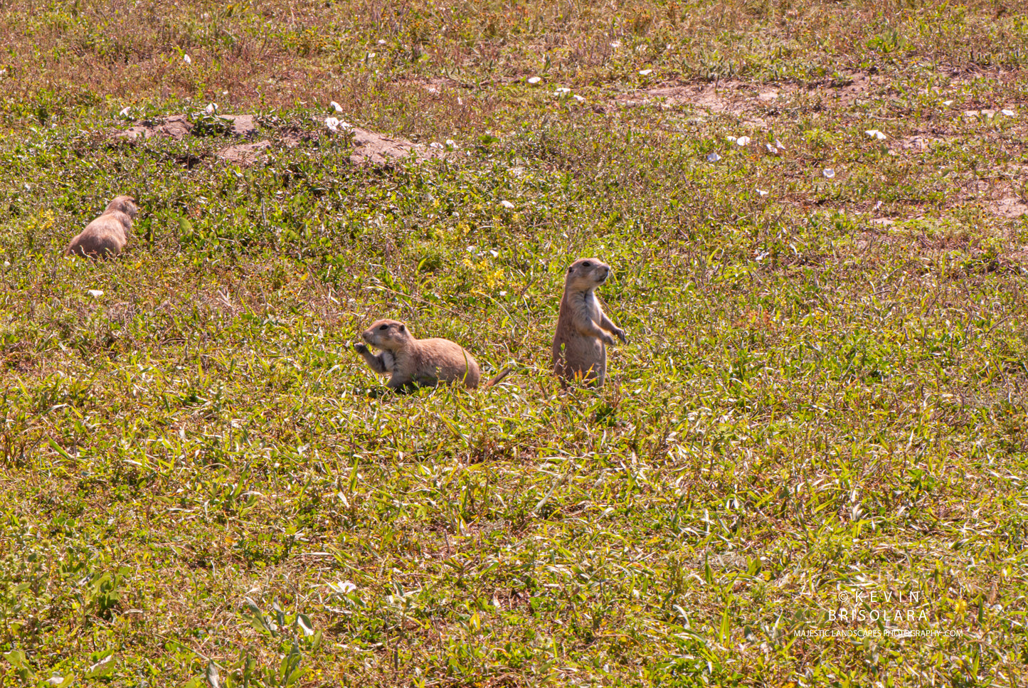 PRAIRIE DOG TOWN OF THE BADLANDS