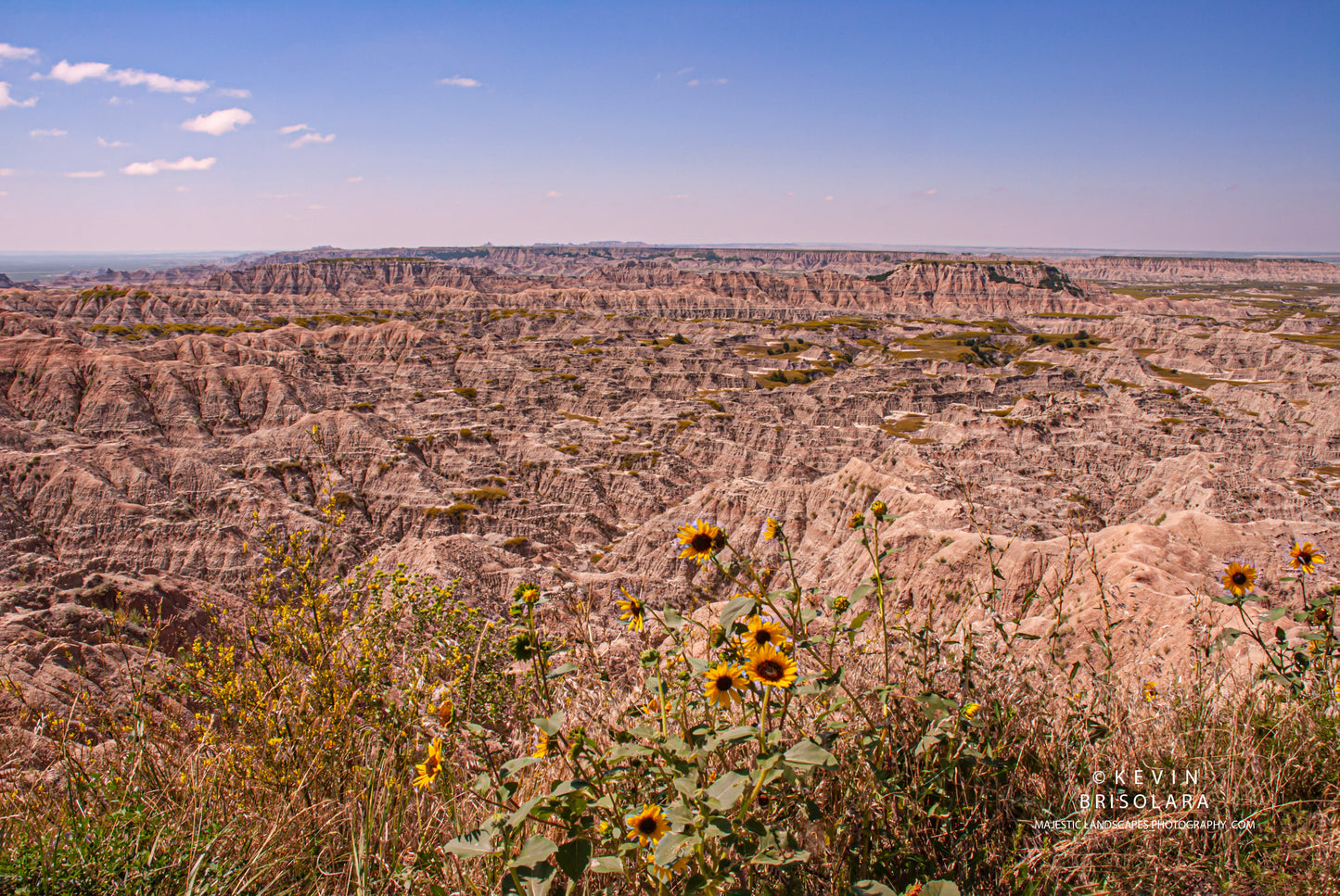 SUNFLOWERS FROM ATOP