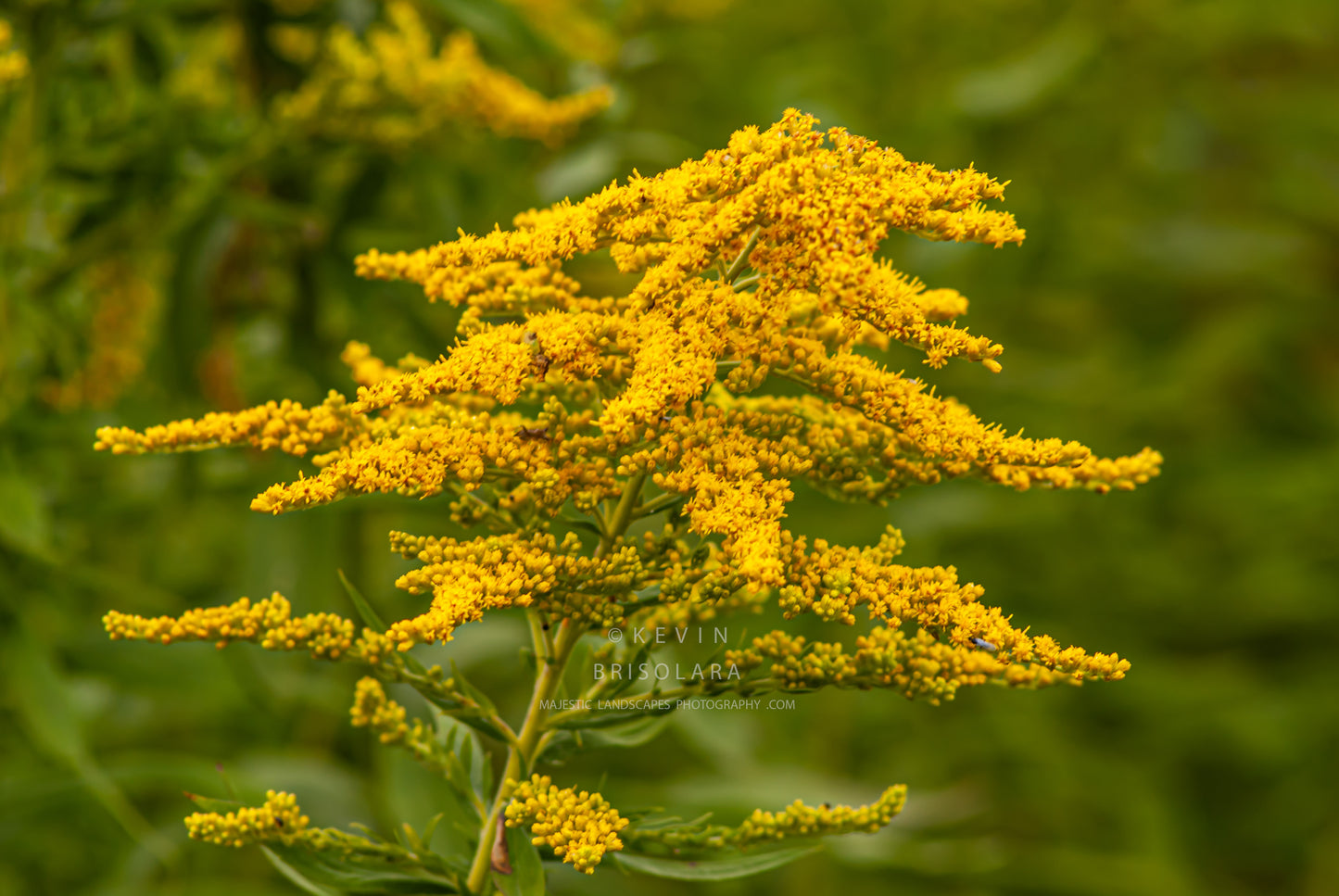 NOTE CARDS 418_707 GOLDENROD, WILDFLOWER PARK