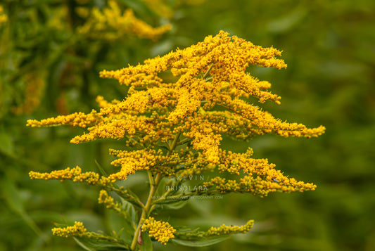 NOTE CARDS 418_707  GOLDENROD, WILDFLOWER PARK