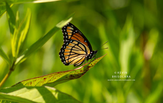 IN SEARCH OF THE VICEROY BUTTERFLY