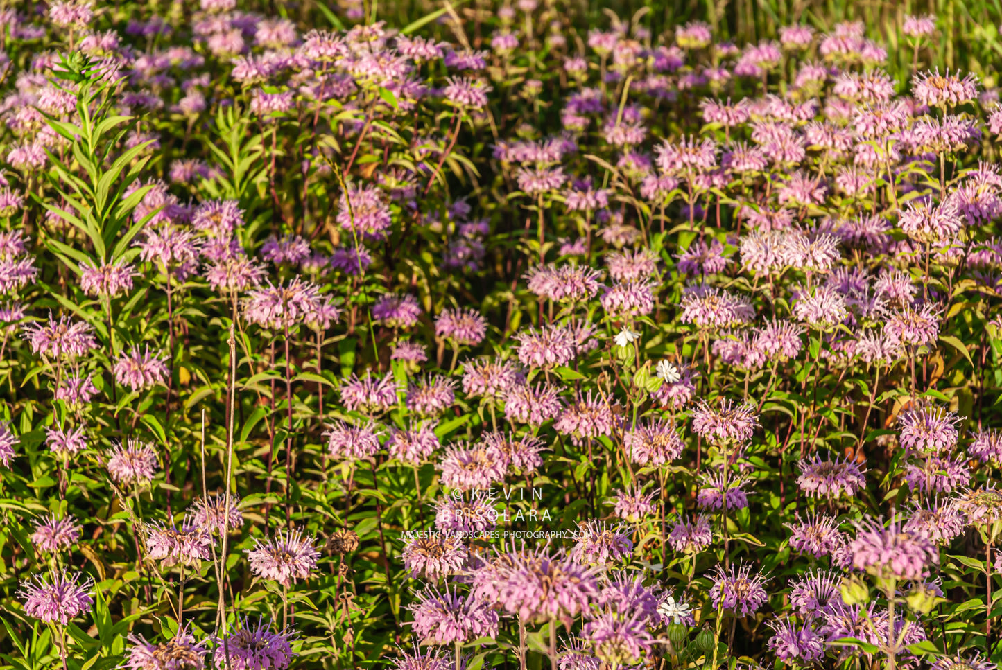 NOTE CARDS 378_297  WILD BERGAMOT, WILDFLOWER PARK