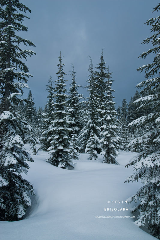 SNOW FIRS OF THE WILLAMETTE NATIONAL FOREST