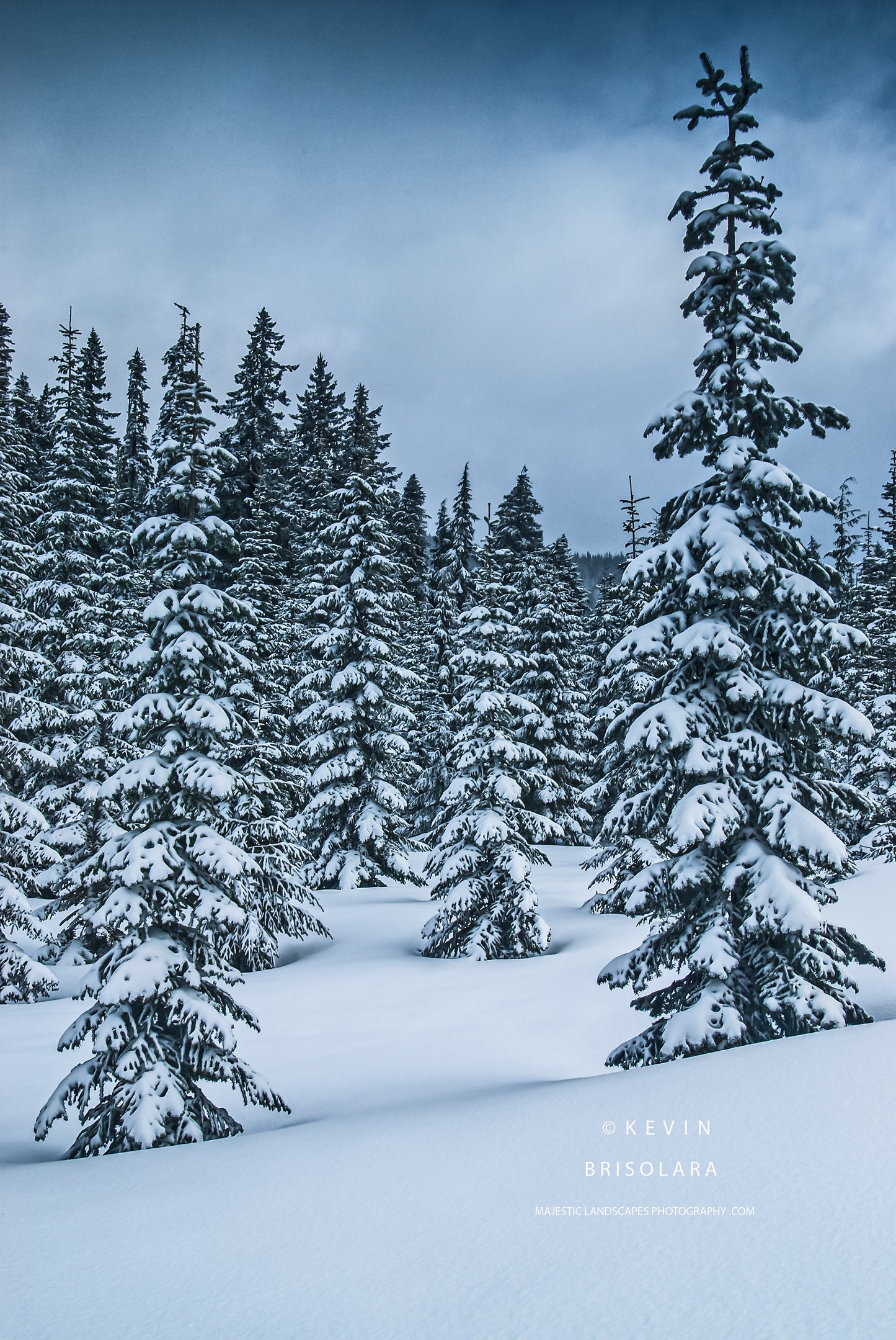A WINTER SCENE IN SPRING