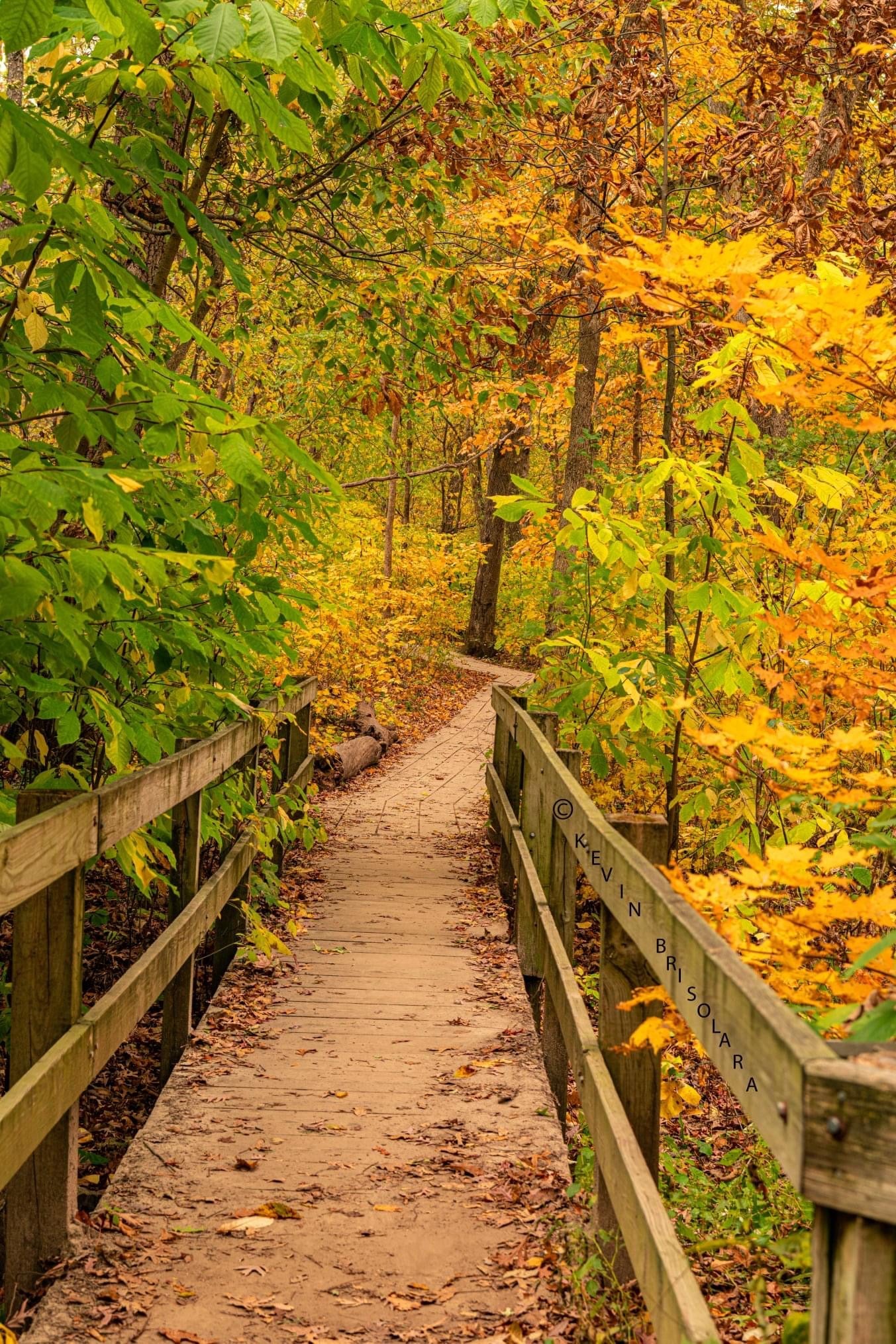 THE COLORS OF AUTUMN