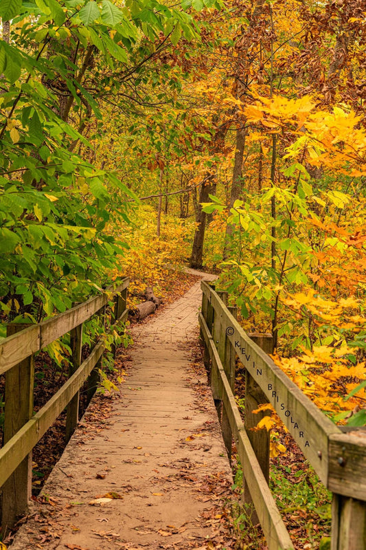 THE COLORS OF AUTUMN