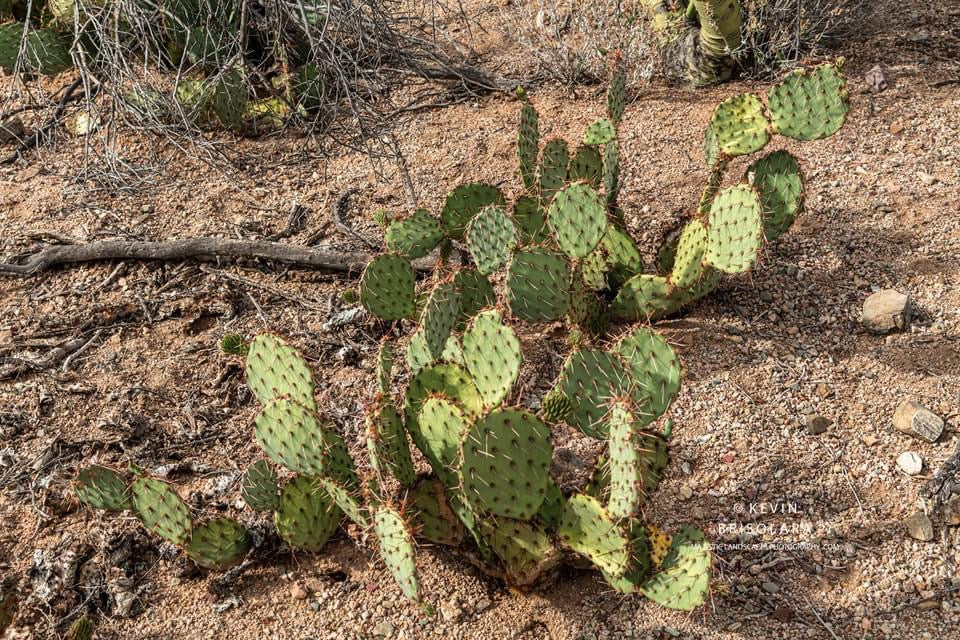 THE DESERT PRICKLY PEAR