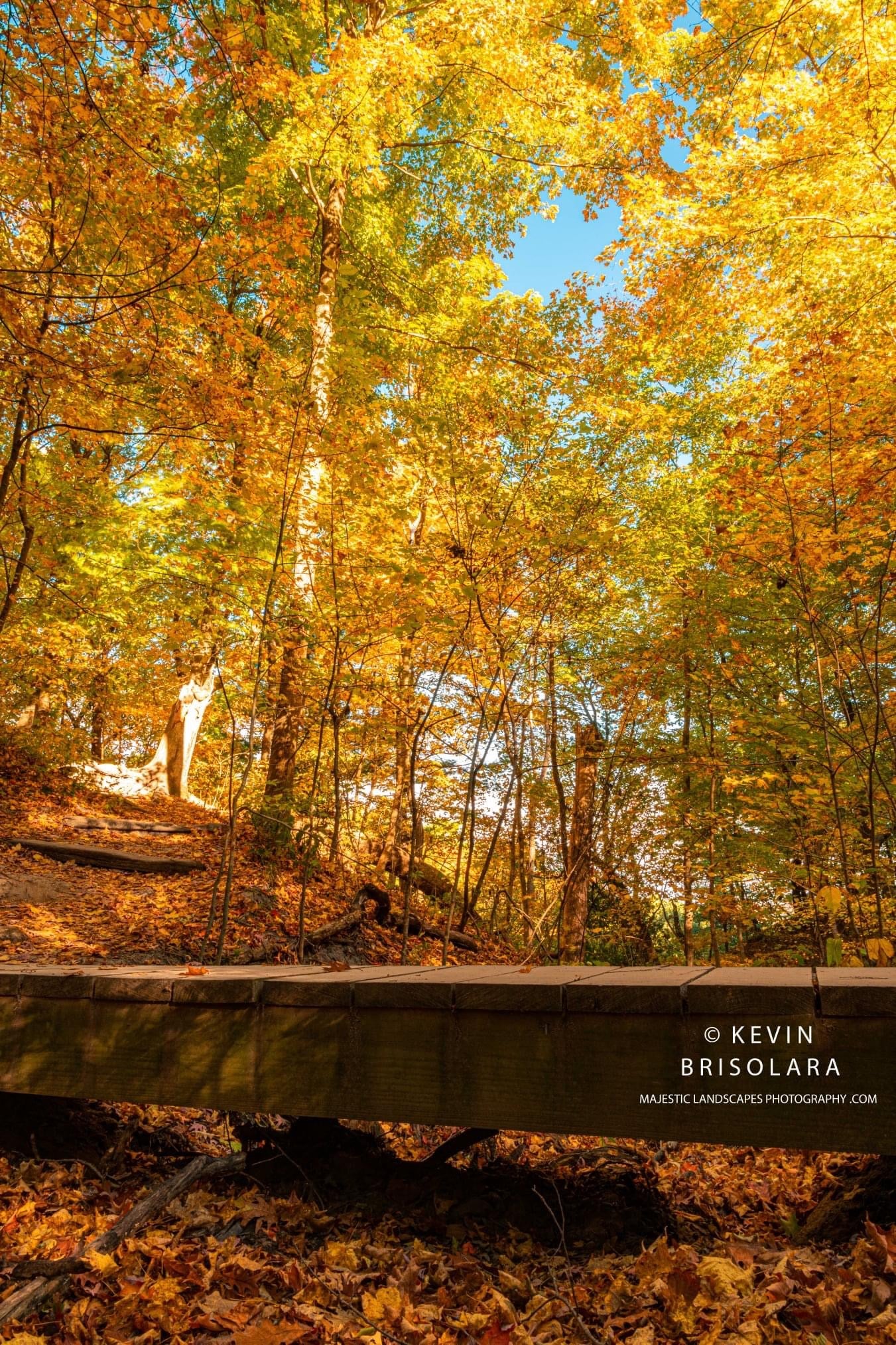 AN AUTUMN WALK THROUGH THE FOREST