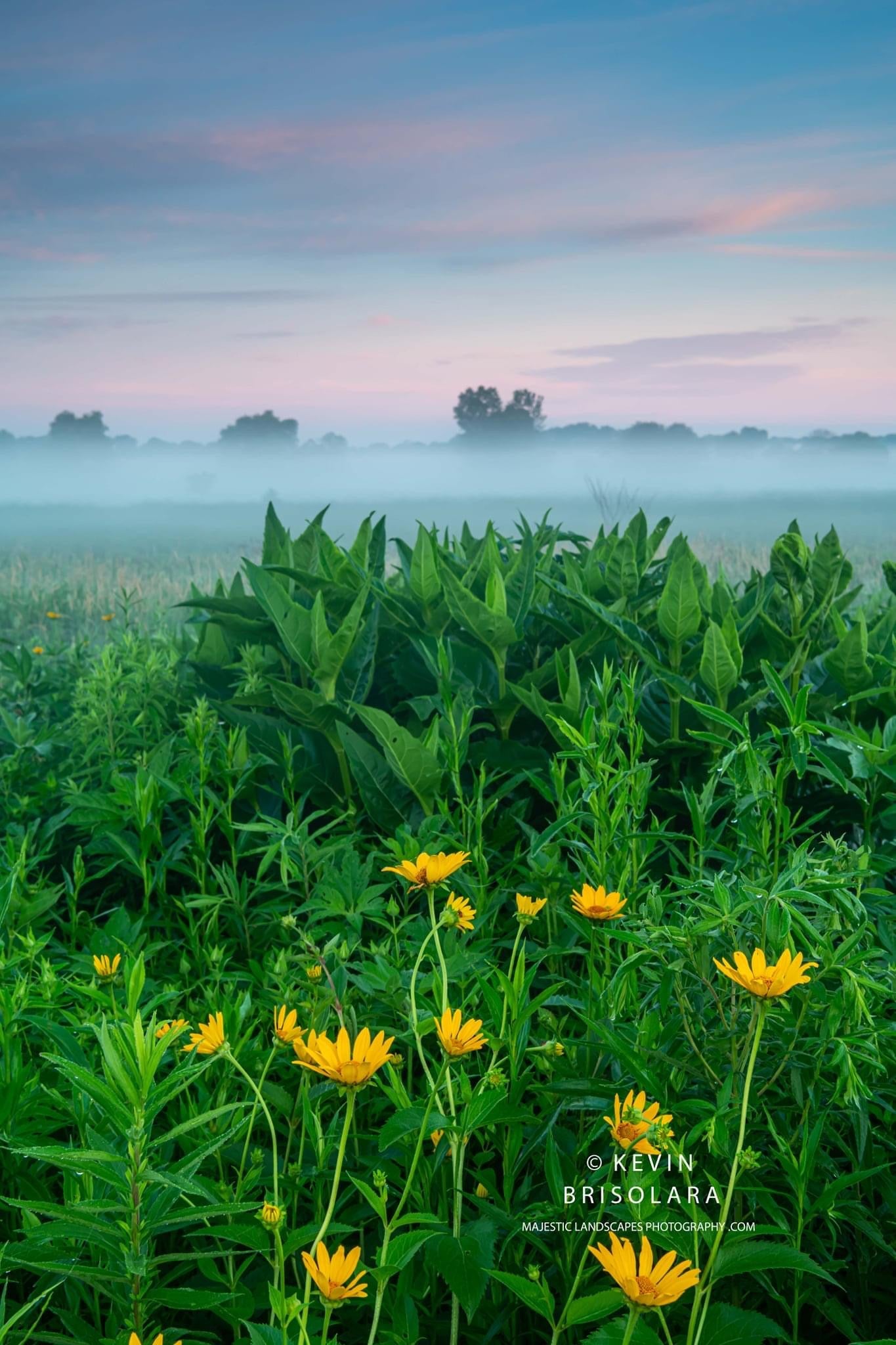 MORNING WILDFLOWERS