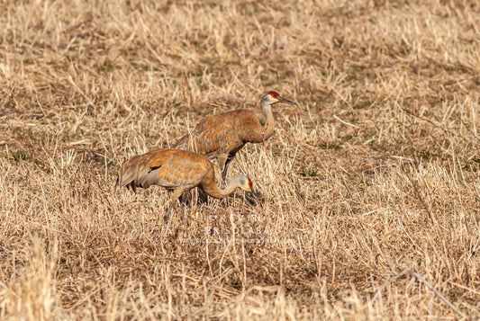 MOVING ACROSS THE PRAIRIE LANDSCAPE