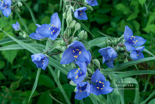 COLORFUL SPIDERWORT