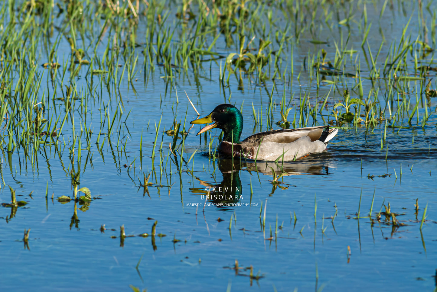CALLING TO ITS MATE