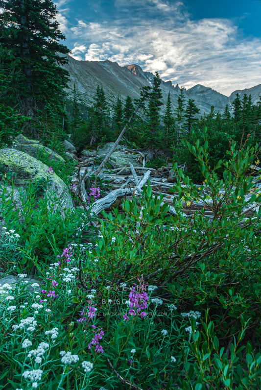 WILDFLOWERS FROM GLACIER GORGE