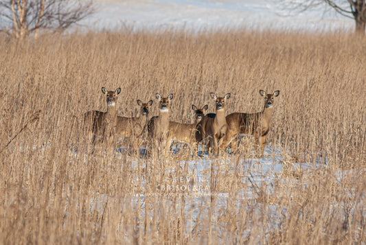 GLANCING ACROSS THE PRAIRIE LANDSCAPE
