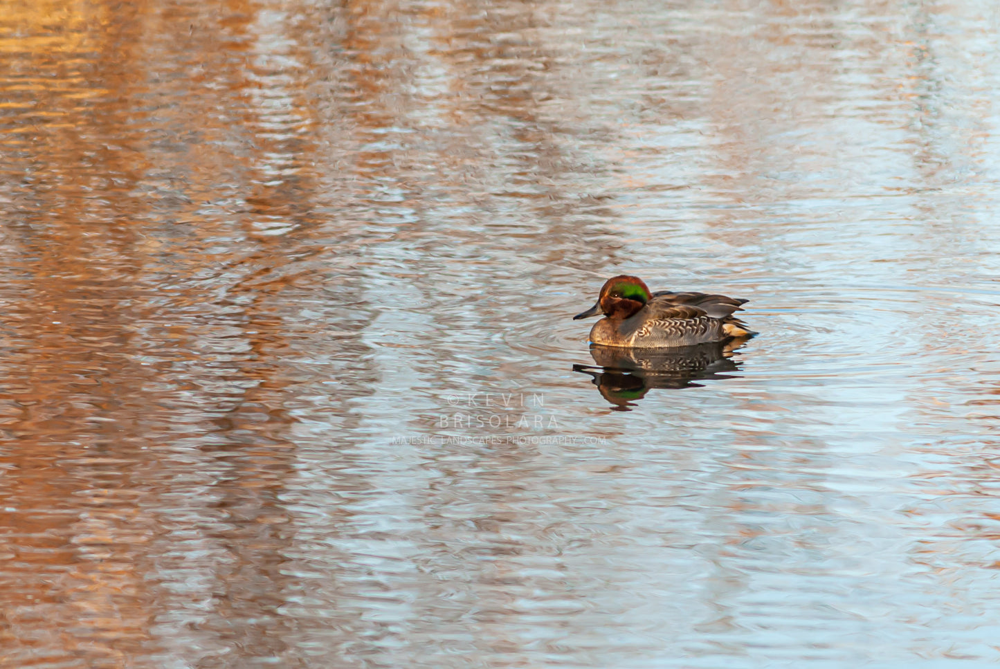 WATCHING THE GREEN-WINGED TEAL