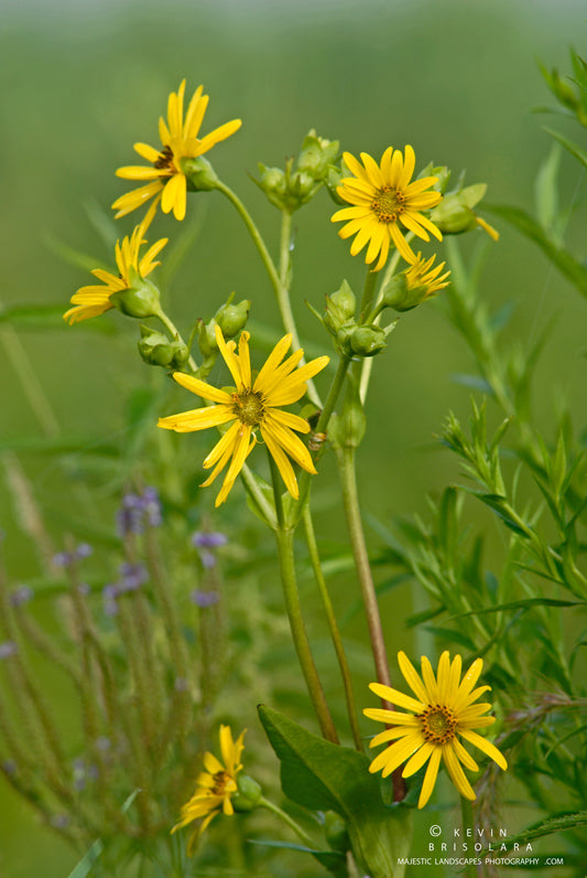 TALL YELLOW BEAUTY ON THE PRAIRIE