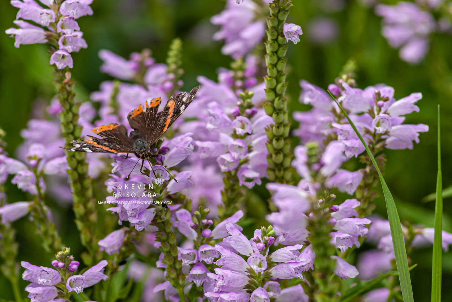 THE RED ADMIRAL AND THE OBEDIENT PLANT
