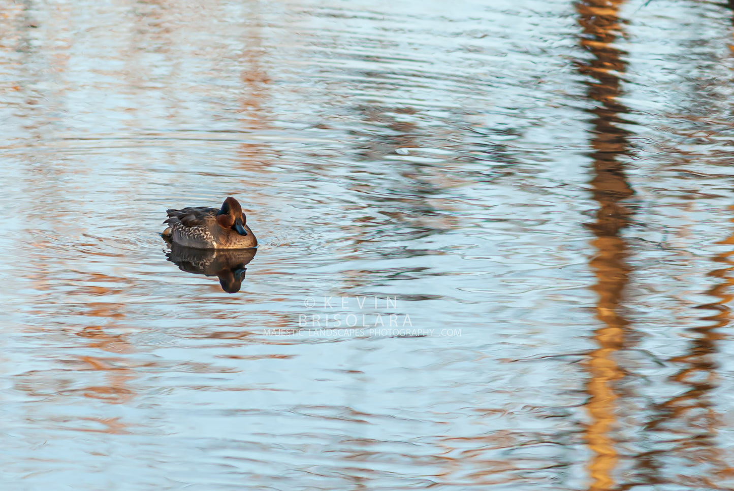 ENJOYING THE LATE AFTERNOON WILDLIFE