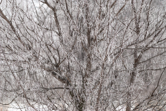 A FROSTY FEBRUARY WINTER MORNING