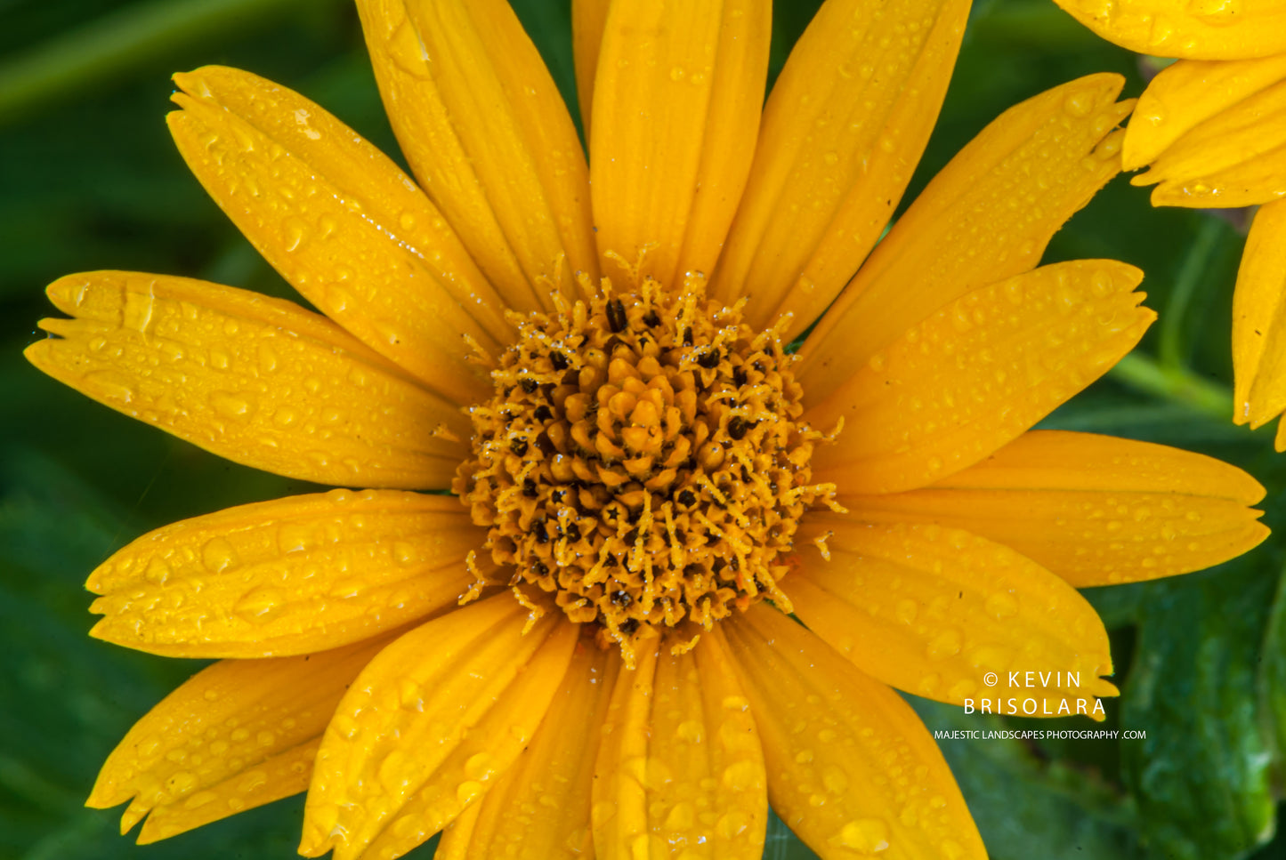IN PERFECT BLOOM
