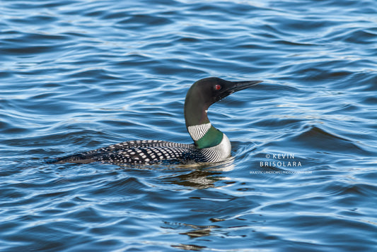 HOLIDAY GREETING CARDS 479-151  COMMON LOON