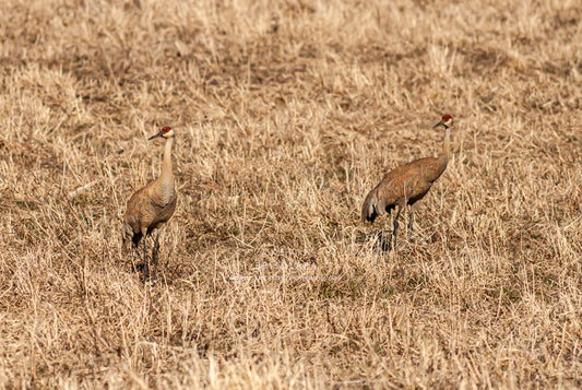 ENJOYING THE AFTERNOON WITH THE CRANES