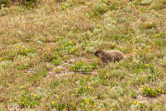 LOOKING OVER THE TUNDRA