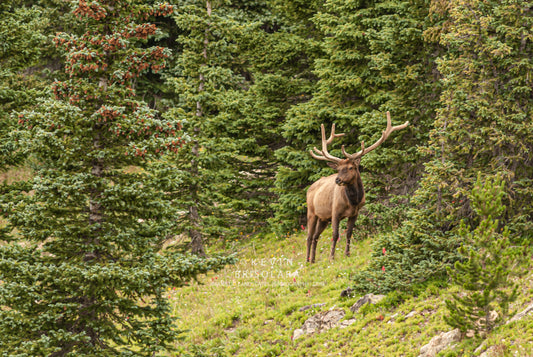 STANDING MAJESTIC IN THE MOUNTAINS