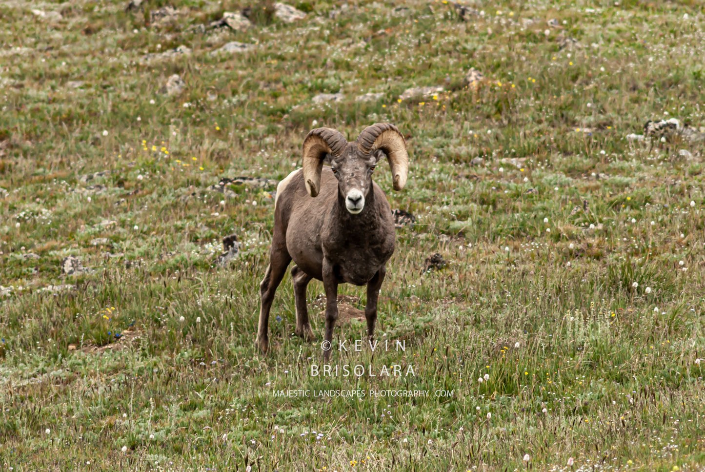 A MAJESTIC BIGHORN RAM