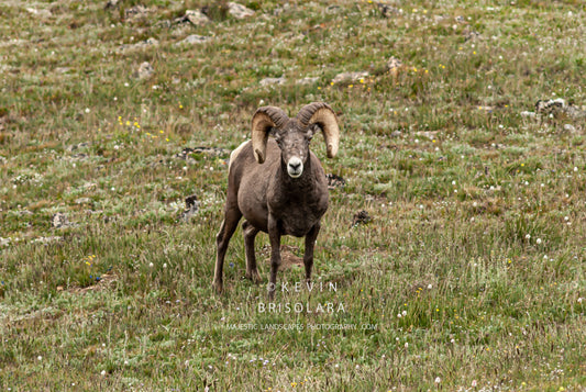 A MAJESTIC BIGHORN RAM