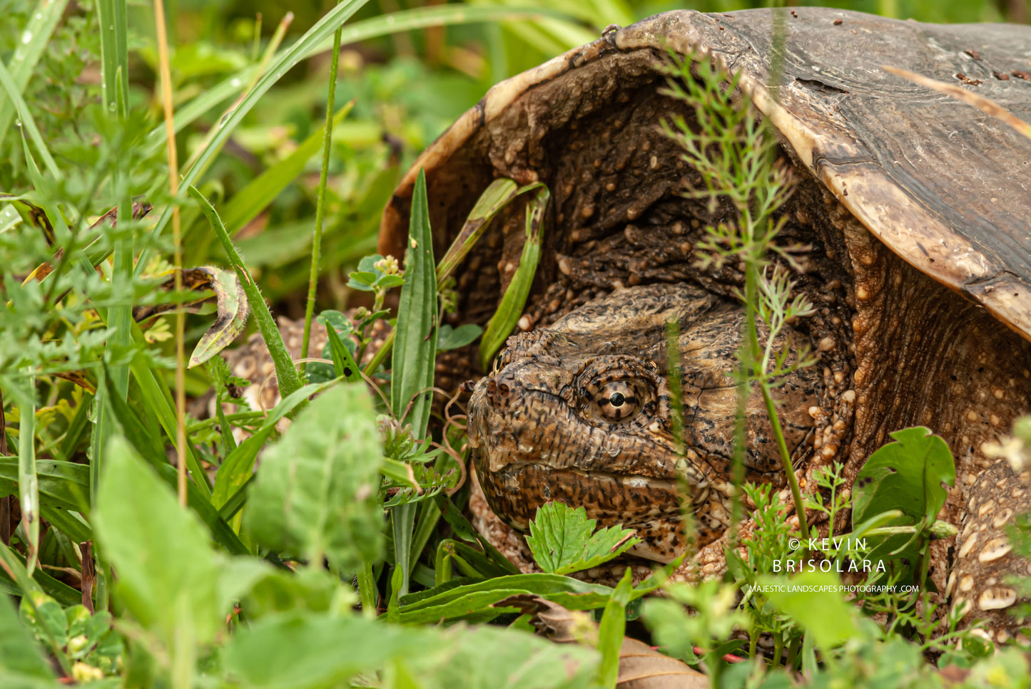 FOX RIVER SNAPPING TURTLE
