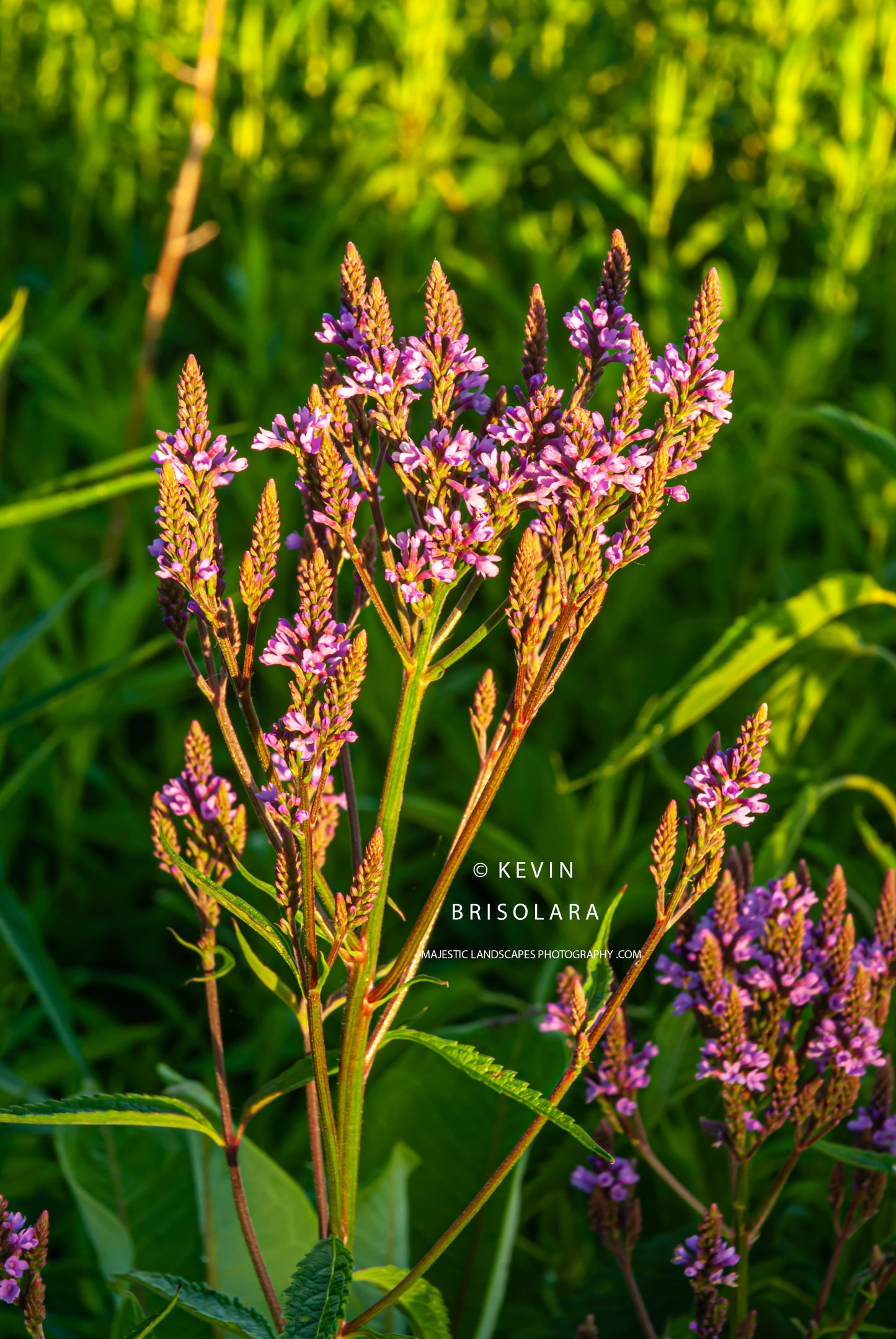 SUMMER COLOR FROM THE PRAIRIE