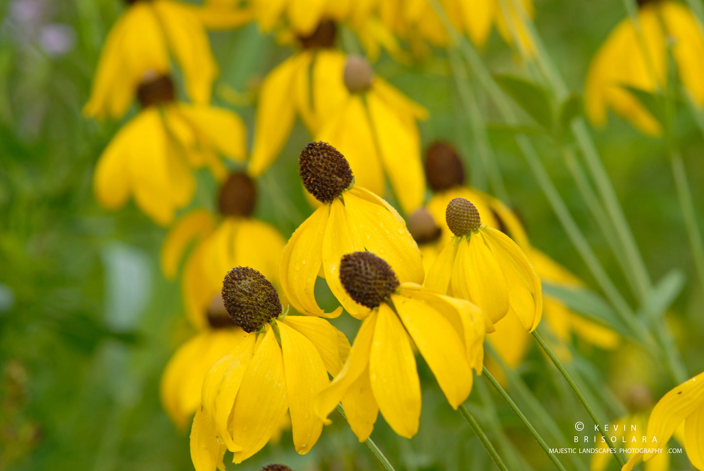 COLORFUL BEAUTY FROM THE PRAIRIE
