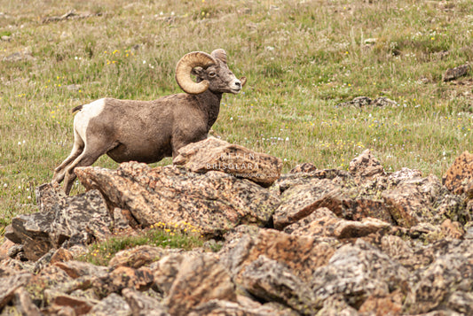 STANDING MAJESTIC ON THE ALPINE TUNDRA