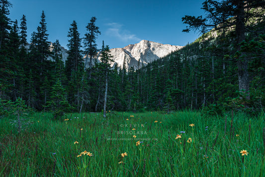 MEADOW VIEWS OF CHIEFS HEAD PEAK