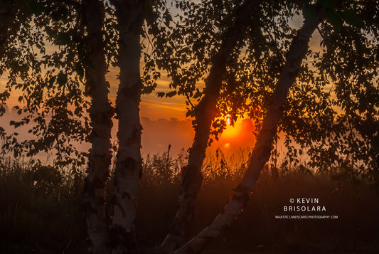 CATCHING THE SUNRISE THROUGH THE BIRCH TREE
