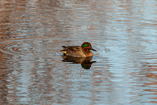 GREEN-WINGED TEAL