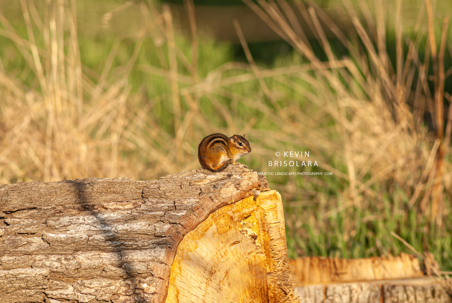 ENJOYING THE WARMTH OF THE MORNING SUN