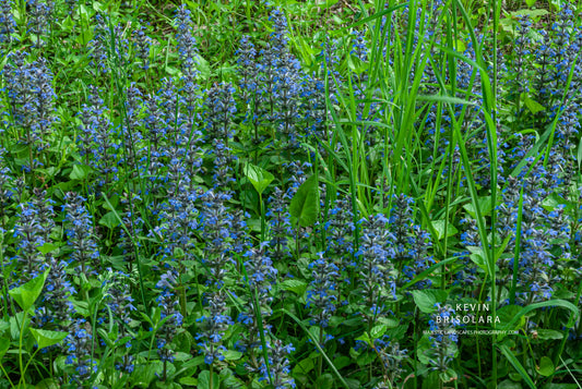 BUGLEWEED