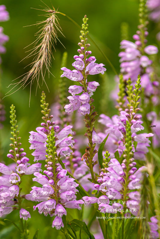 SUMMER WILDFLOWERS ARE IN FULL BLOOM