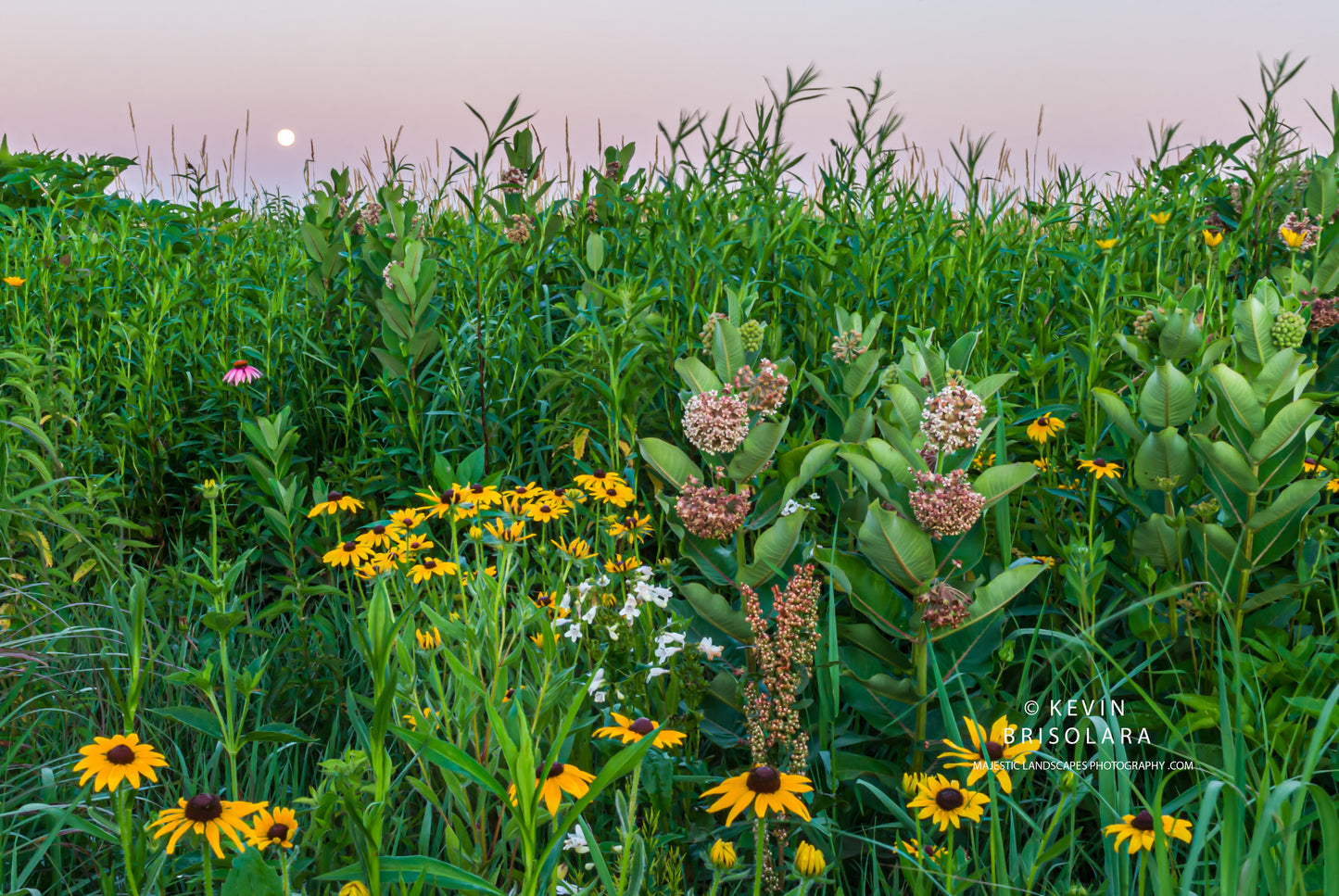 A WILDFLOWER MORNING