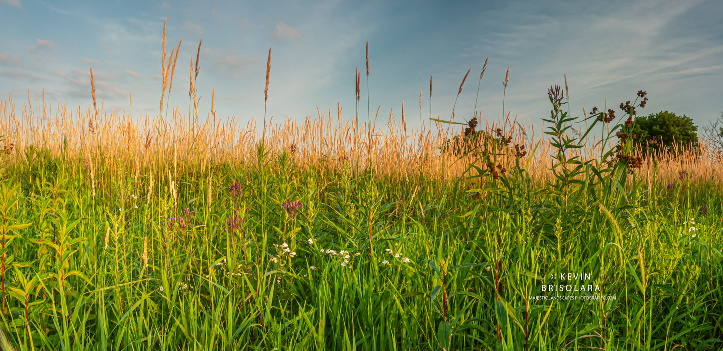 WILDFLOWER PRAIRIE