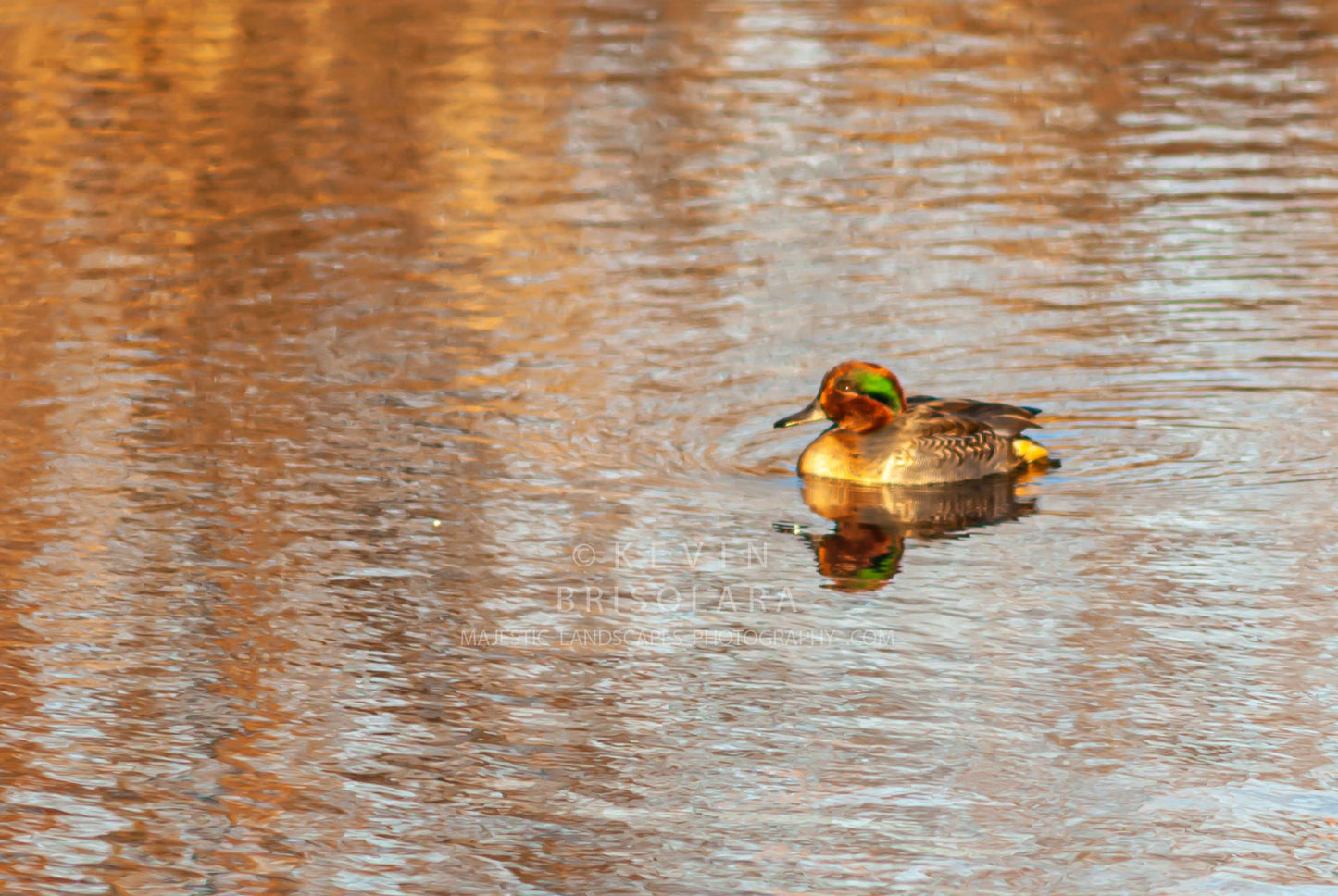 A COLORFUL GREEN-WINGED TEAL